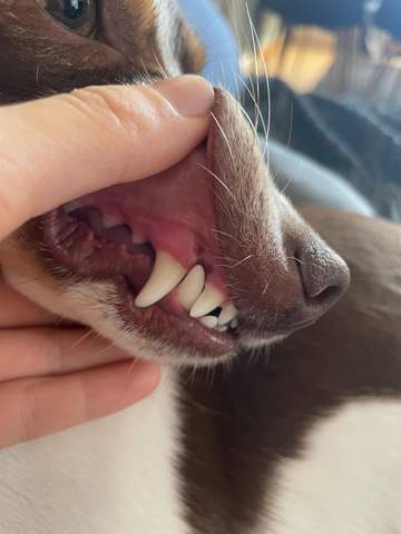 Hat mein Hund eine Zahnfleisch Entzündung?