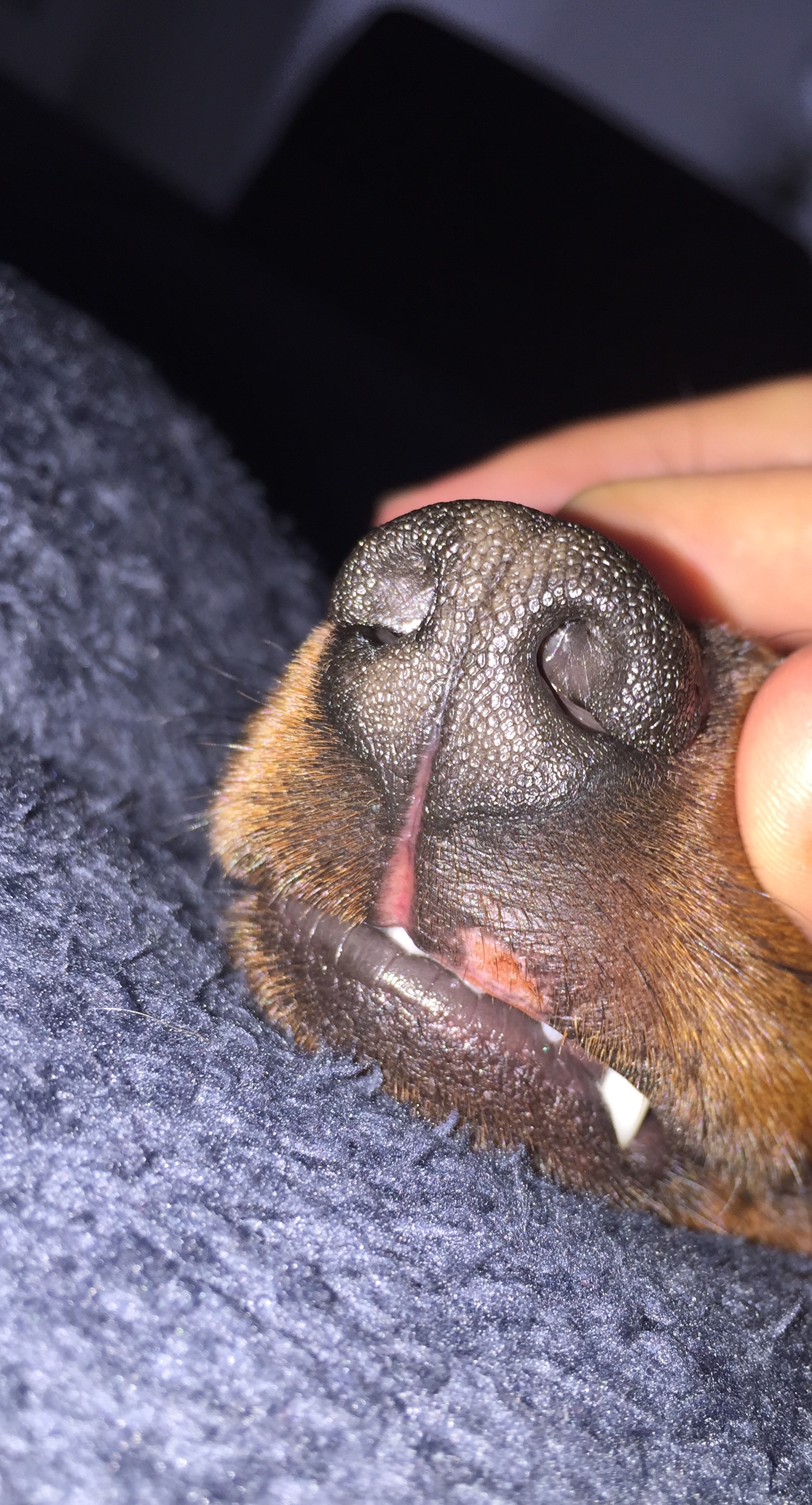 Hat mein Hund einen Pilz? (Pilze)