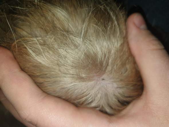 Hat mein Hund Hautkrebs am Kopf?