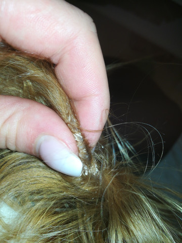 hat mein hund milben gesundheit und medizin tiere