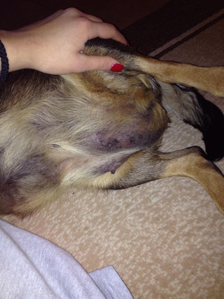 Hat mein Hund Tumor? ( bitte um Rat (Tiere, Krankheit, Tierarzt)