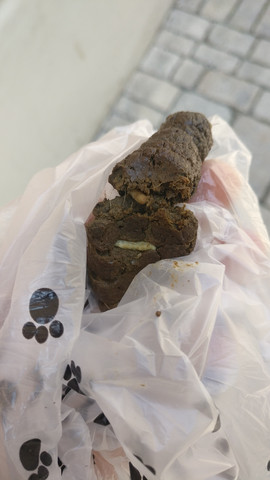 Hat Mein Hund Wurmer Oder Was Ist Das Haustiere Kot Parasiten Hat Mein Hund Wurmer Oder Was Ist Das Haustiere Kot Parasiten