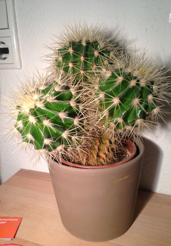 Kaktus - (Pflanzen, Kaktus, Ableger)