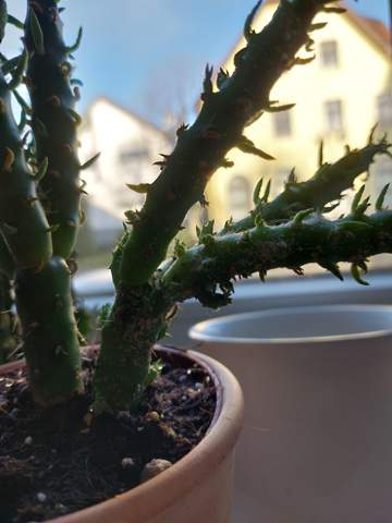 Hat mein kaktus eine krankheit?