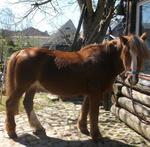 Rücken1 - (Tiere, Pferd, Reiten)