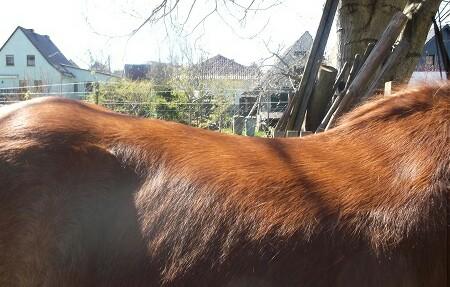 Die da wären Die da wären