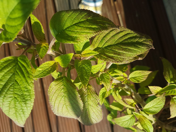 - (Gesundheit und Medizin, Pflanzen, Pilze)
