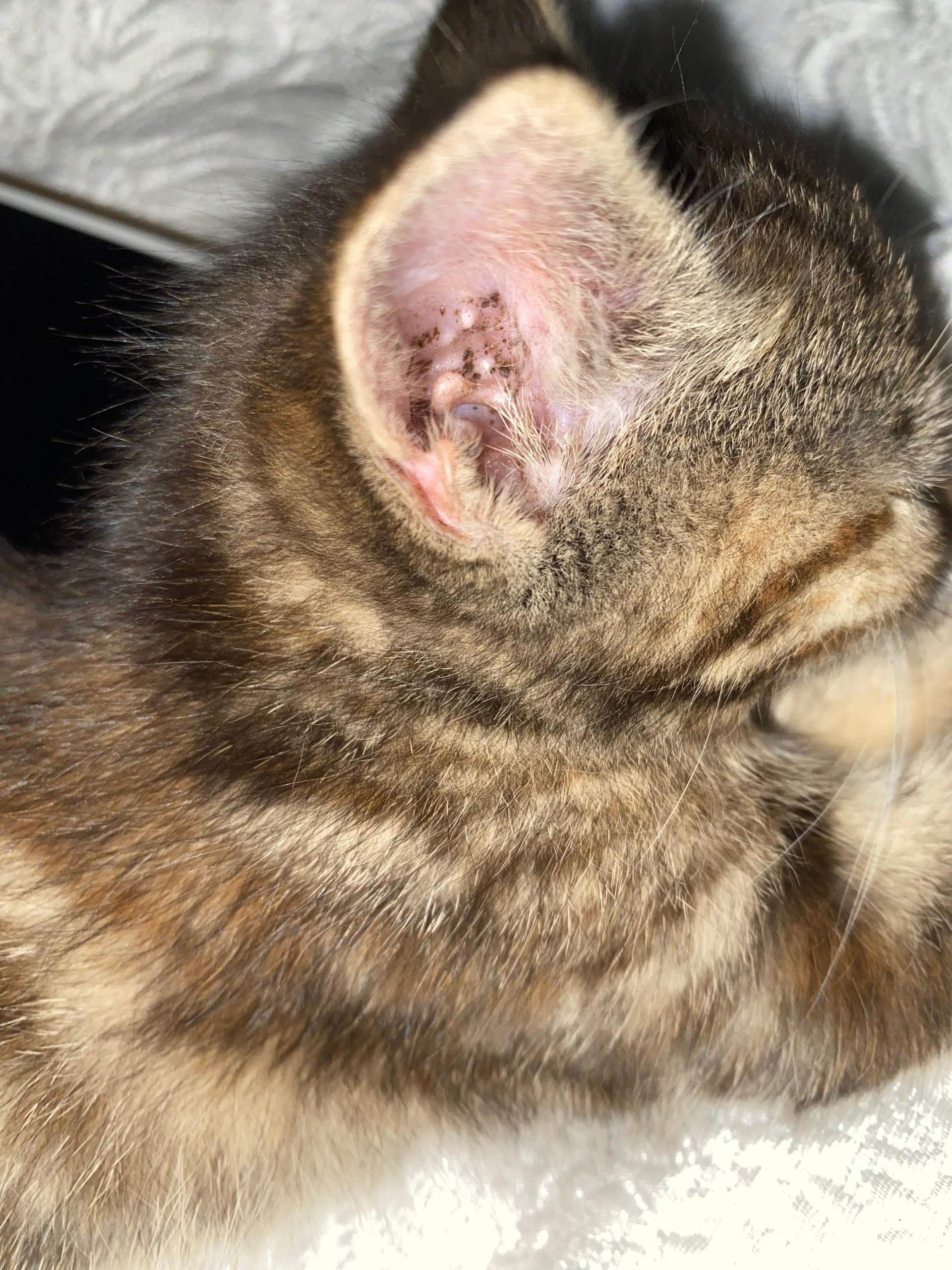 Hat meine Baby Katze Ohr Milben? (Katzenjunges, Milbenbefall)