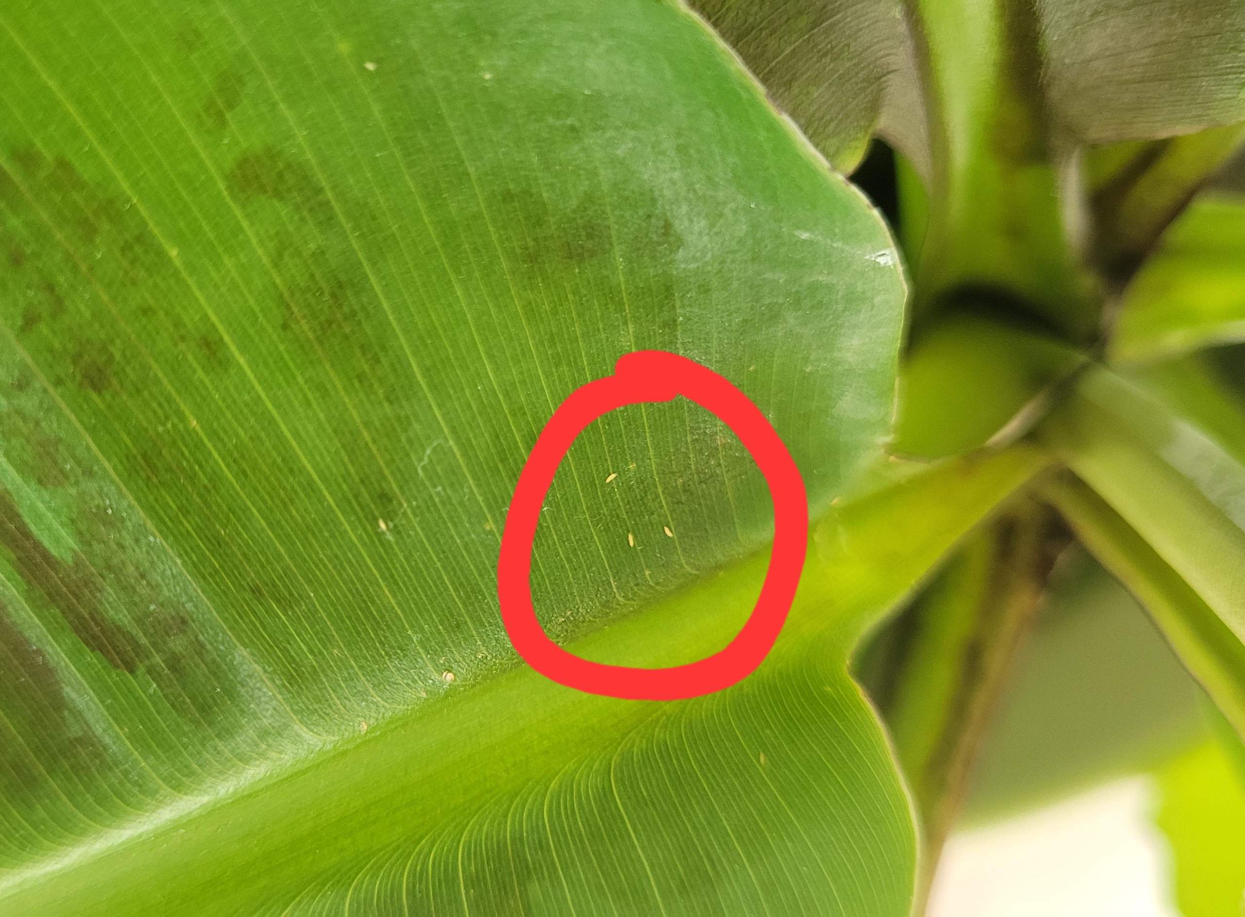 Hat meine Bananpflanze/Musa Schdlingsbefall? (Wasser, Flecken, Erde)