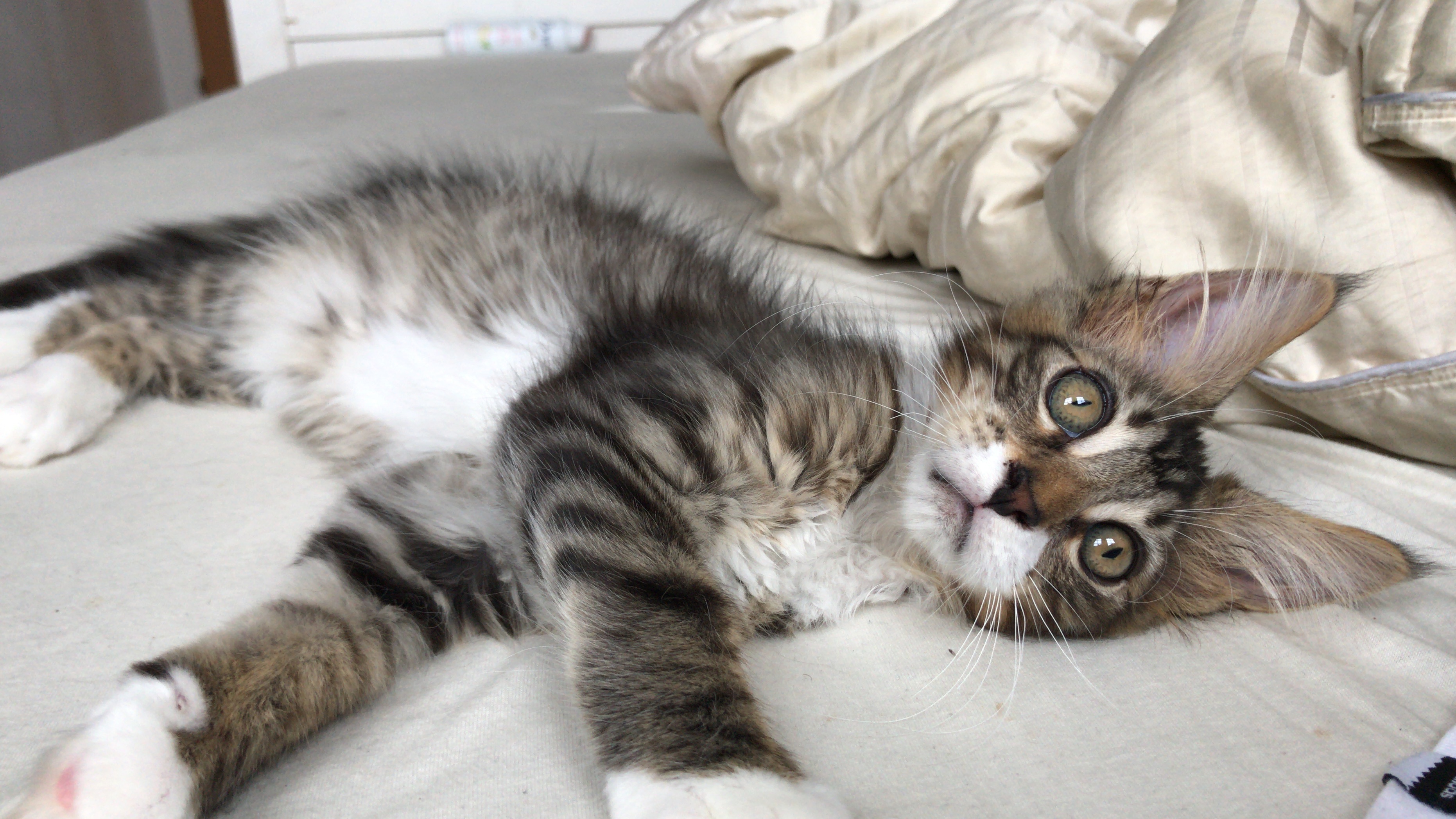 hat meine katze eine augenerkrankung haustiere