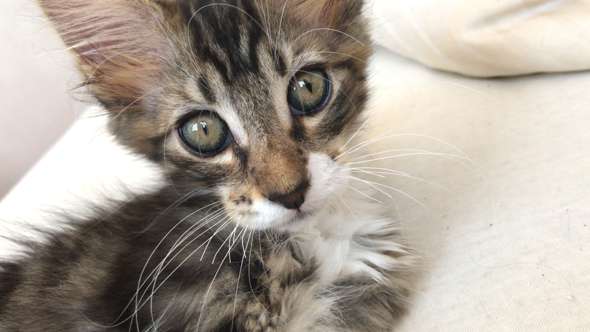 hat meine katze eine augenerkrankung haustiere