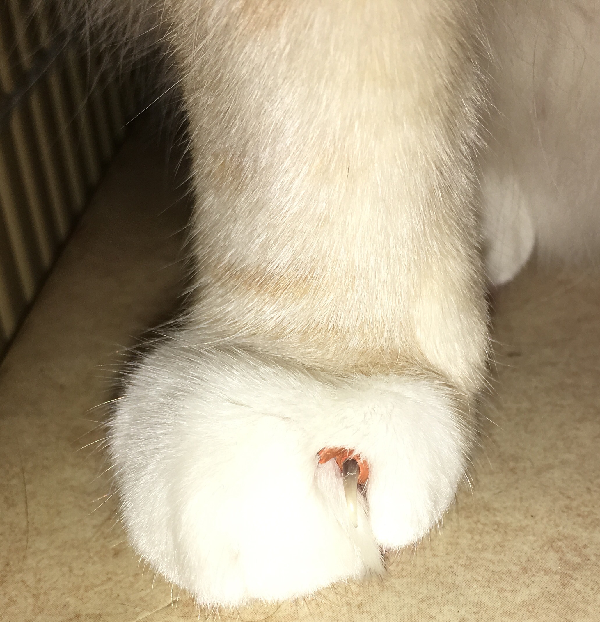 hat meine katze eine gesprungene kralle ist das gefahrlich