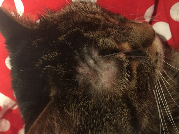 hat meine katze eine todliche erkrankung gesundheit und medizin