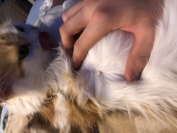 Hat Meine Katze Einen Tumor Am Bauch Tiere Tierarzt Hat Meine Katze Einen Tumor Am Bauch Tiere Tierarzt