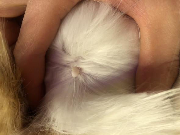 Hat Meine Katze Einen Tumor Am Bauch Tiere Tierarzt Hat Meine Katze Einen Tumor Am Bauch Tiere Tierarzt