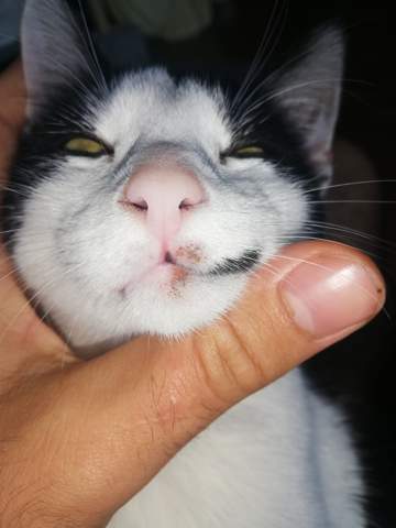 Hat Meine Katze Etwas Ernsthaftes Krankheit Haustiere Hat Meine Katze Etwas Ernsthaftes Krankheit Haustiere