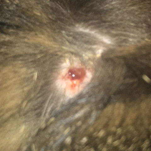 Hat Meine Katze Hautpilz Gesundheit Und Medizin Tiere Krankheit