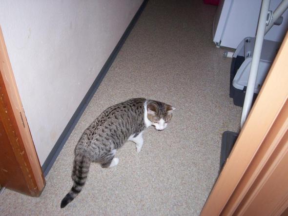 Meine Frieda die an Fip gestorben ist - (Katze, Tierarzt, sterben)