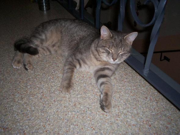 Mein süße Kater Smatie (der nichts isst) - (Katze, Tierarzt, sterben)