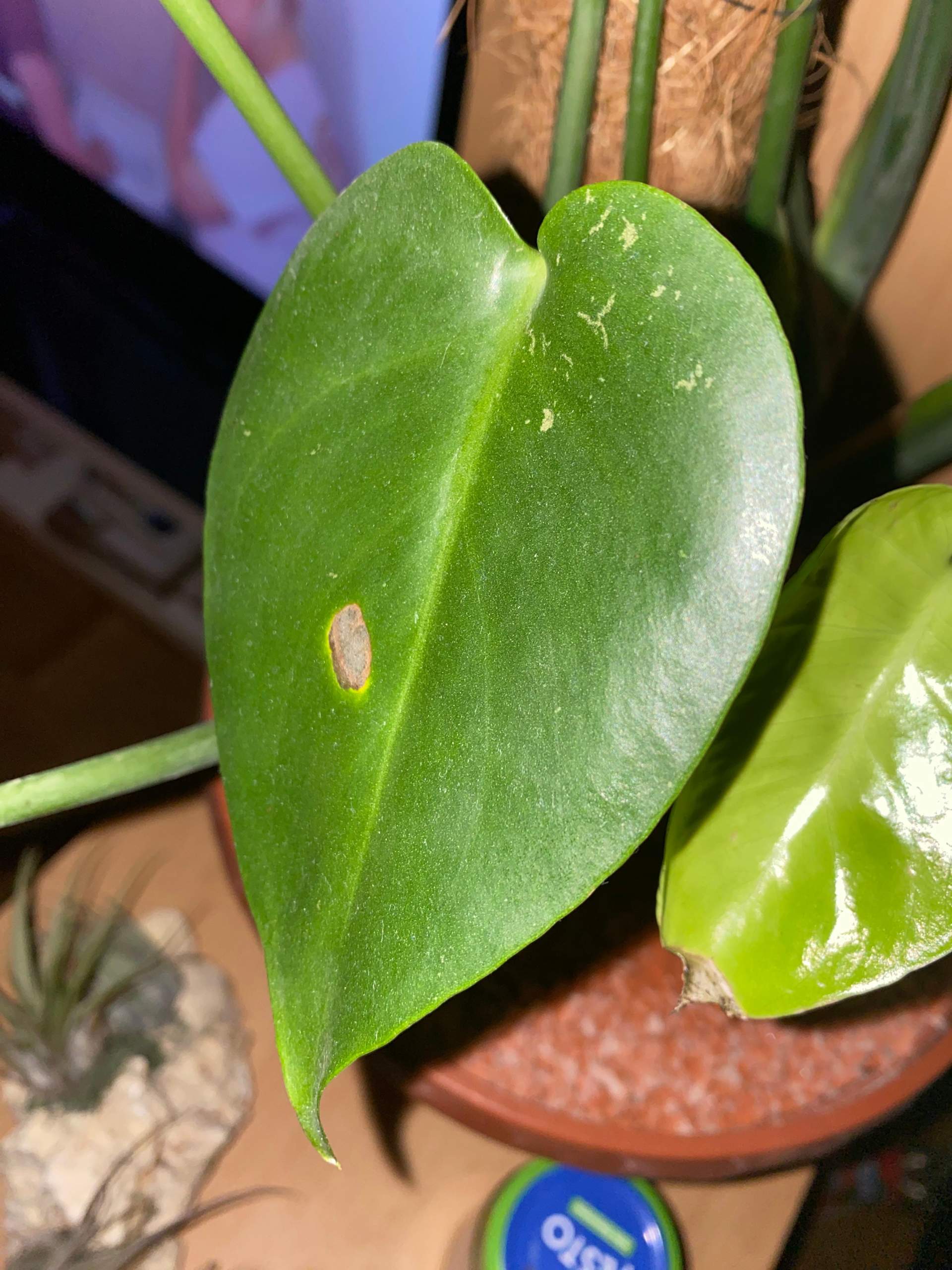 monstera small leaves Monstera Albo Variegated (SMALL Size) – oramicin