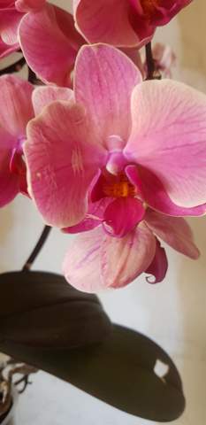 Hat meine Orchidee ein Virus?
