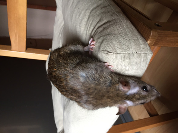 Hier ein foto - (Ratten, Rattenkrankheit)