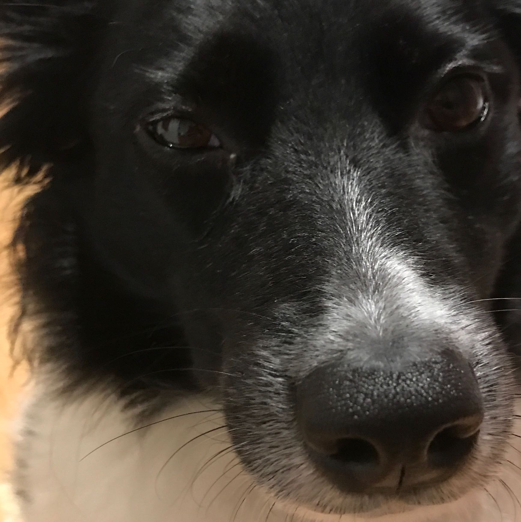 hat unser hund eine bindehautentzundung gesundheit augen