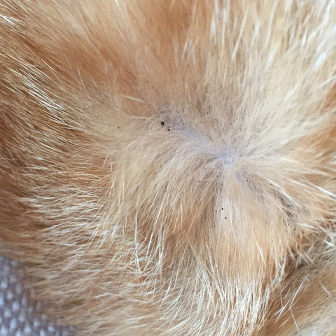 Hat Unsere Katze Flöhe