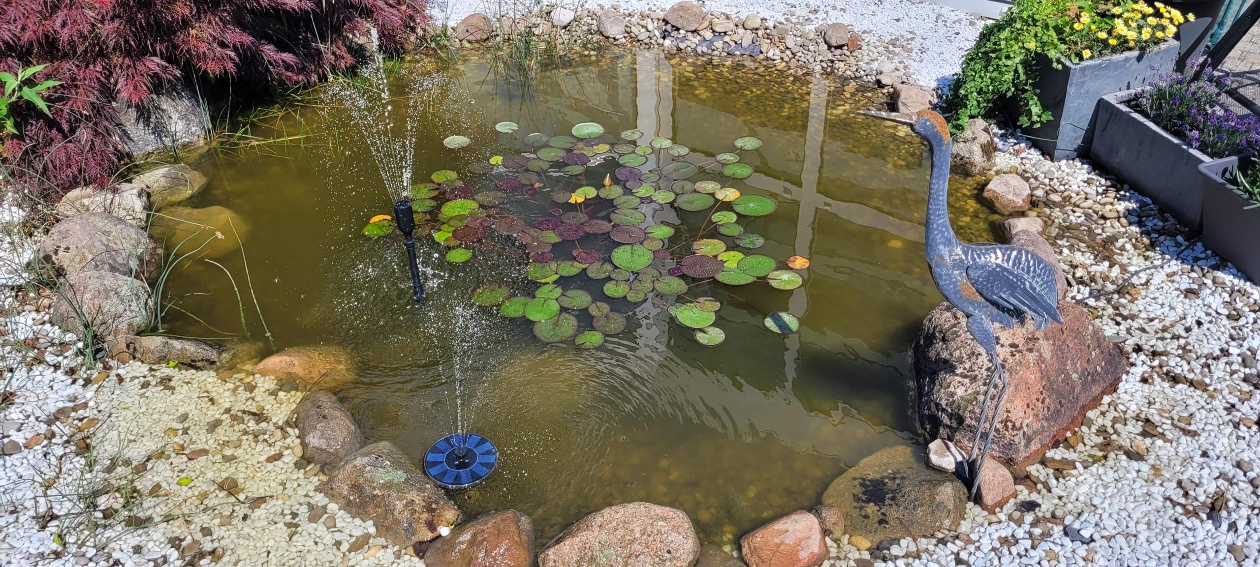 Haus gemietet Teich dabei? (Garten, Frosch, Algen)