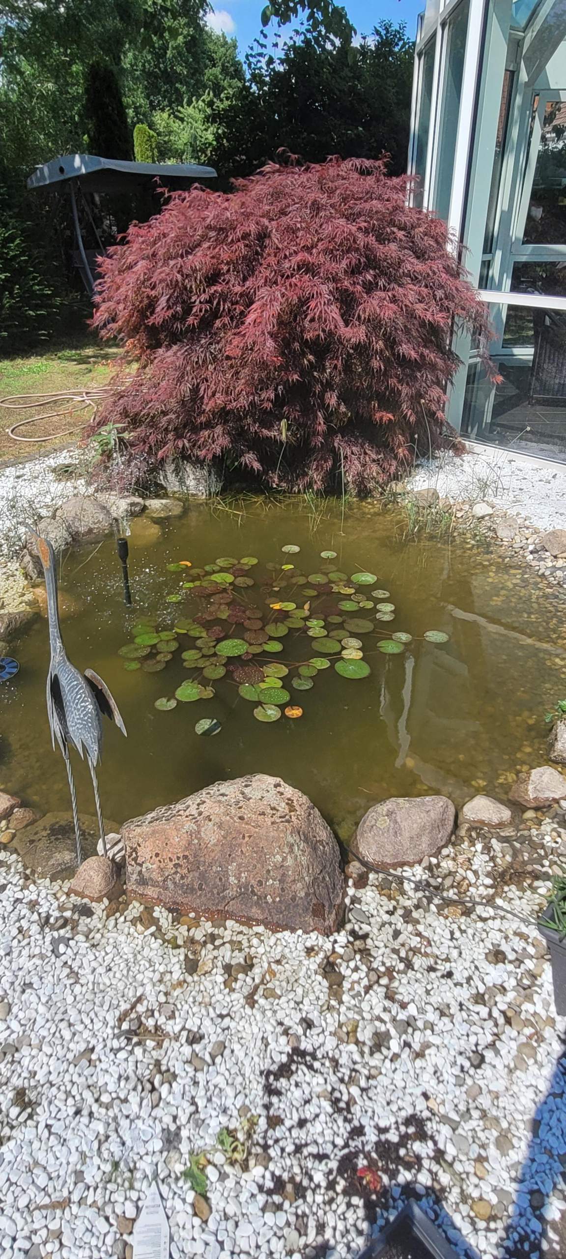 Haus gemietet Teich dabei? (Garten, Frosch, Algen)