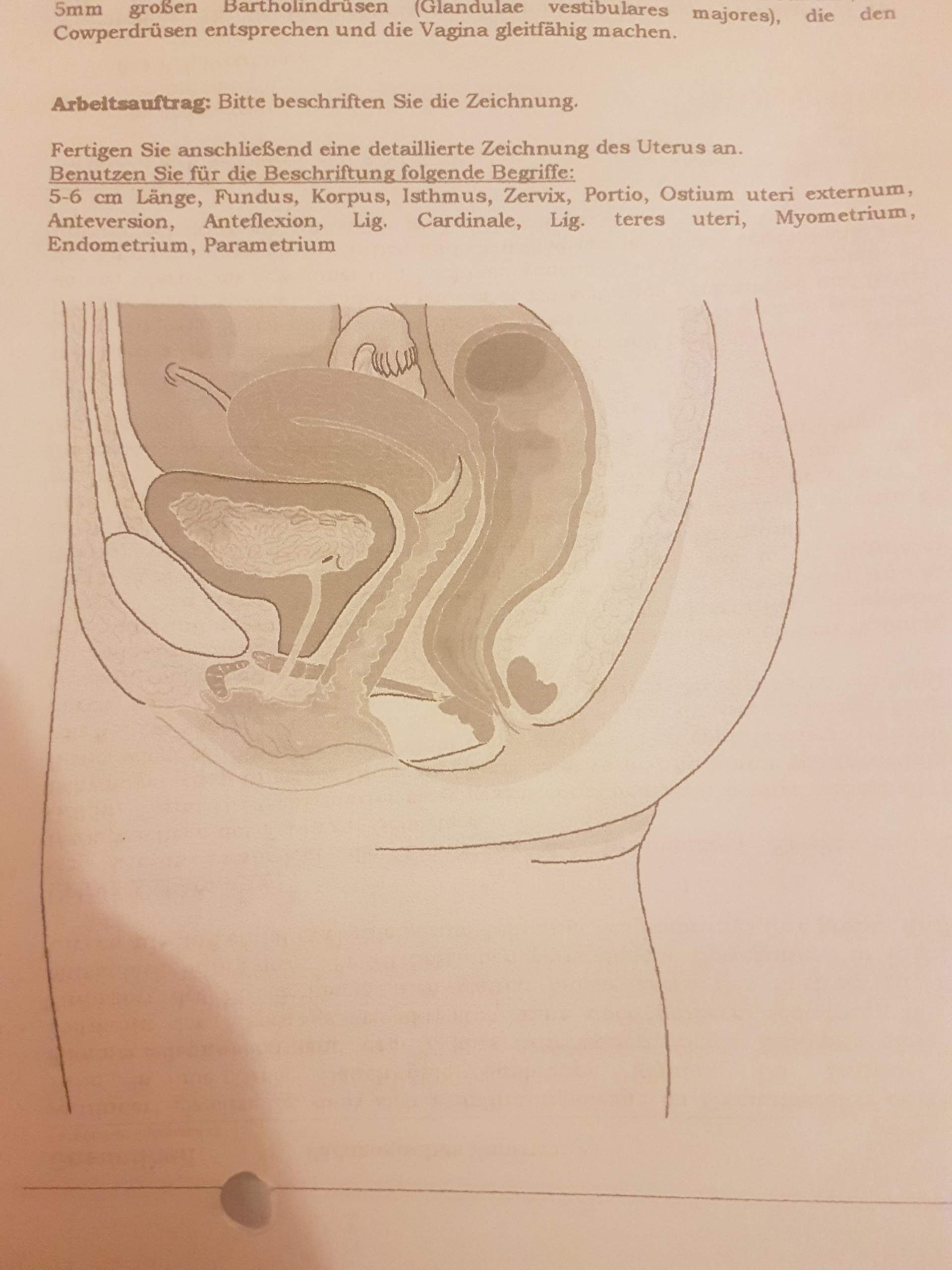 Klasse sexualkunde arbeitsblätter 6