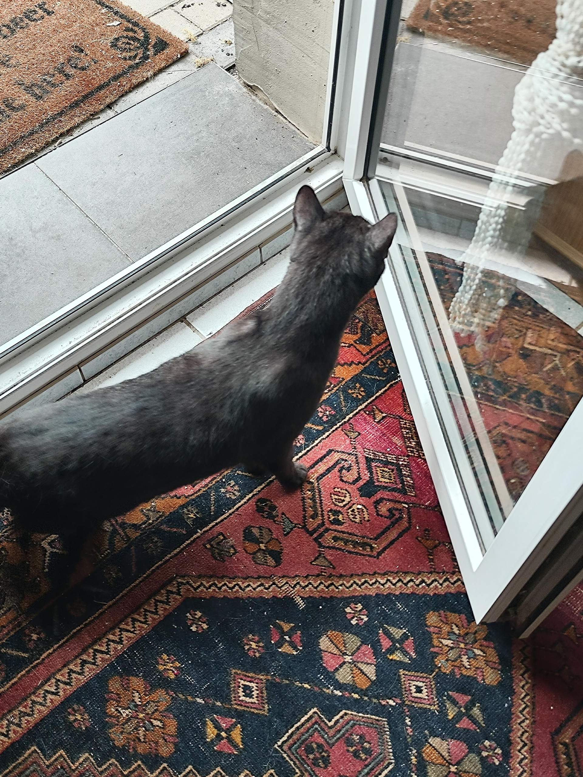 Hauskatze nach erster nacht draußen kommt nicht zurück? (Katzenhaltung, Katzenverhalten, Freigänger)