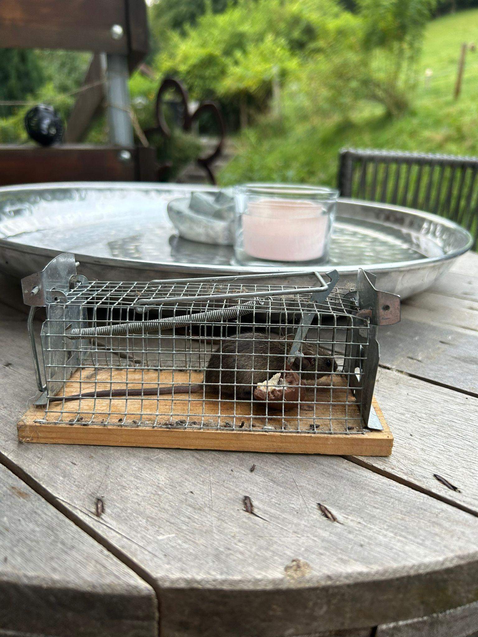 Hausmaus oder kleine Ratte? (Maus, Ratten, Nagetiere)