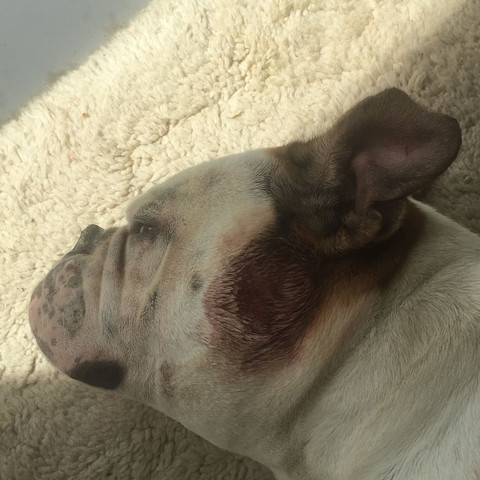 hausmittel gegen hotspot beim hund juckreiz