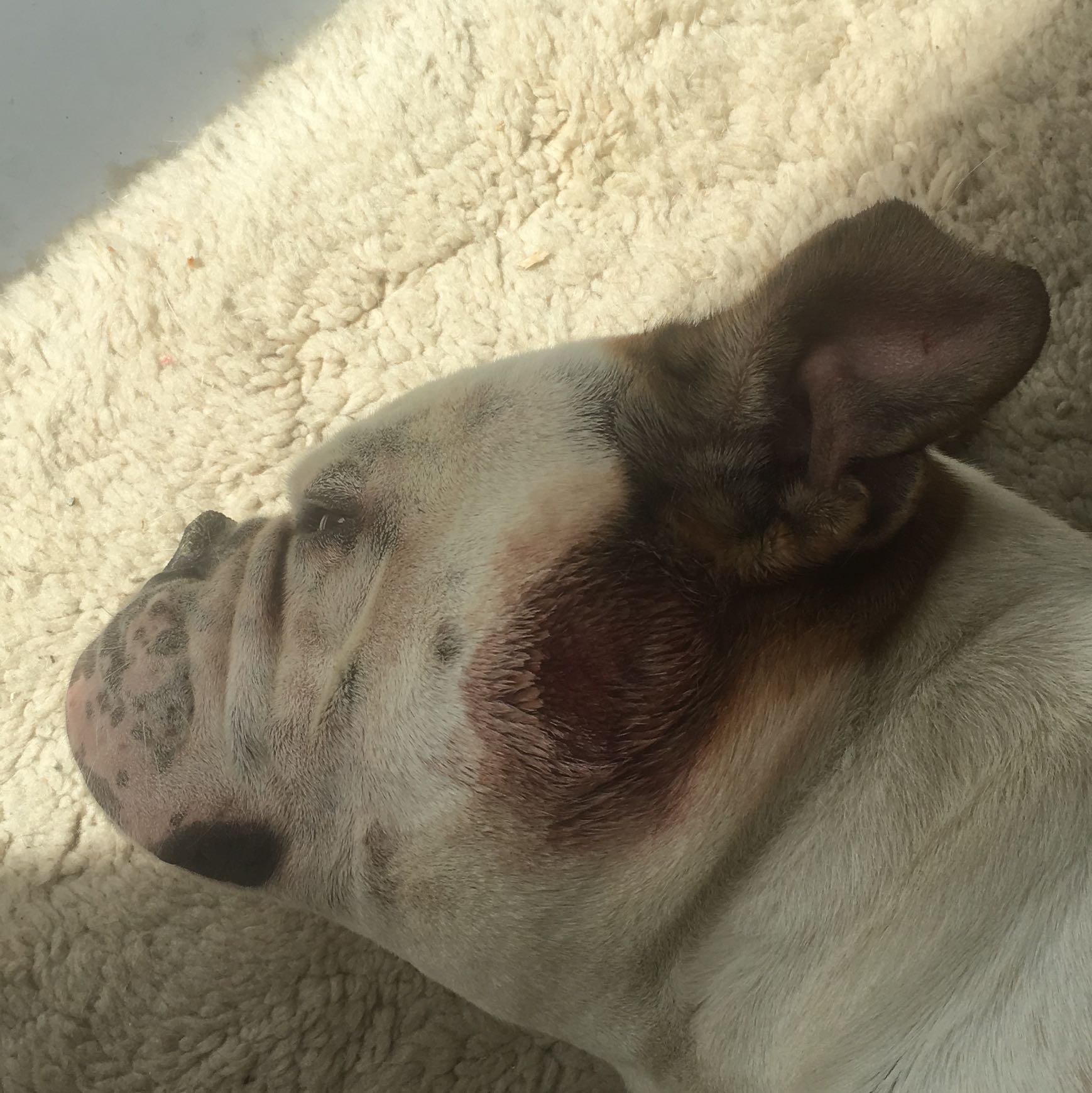 Hausmittel gegen Hotspot beim Hund? (Juckreiz)