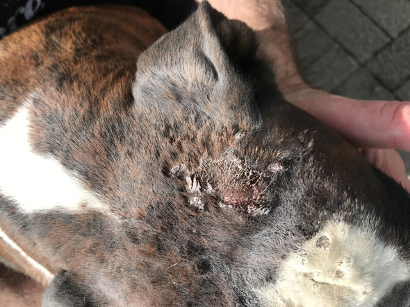 Hautkrankheiten beim Hund? (Gesundheit und Medizin, Krankheit