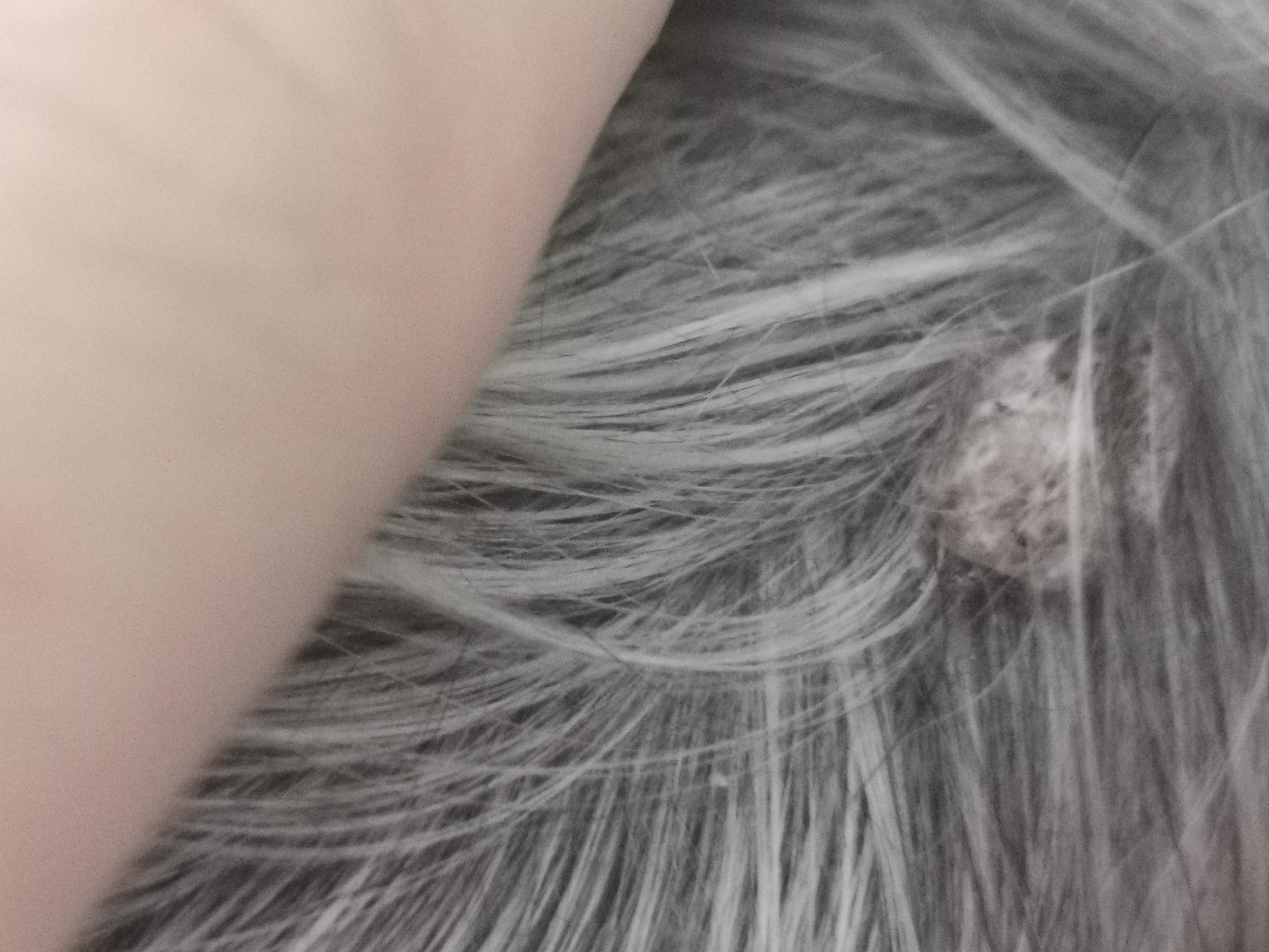Hautkrebs? Soll ich mit meinen Hund zun Tierarzt? (Tiere, Krebs)