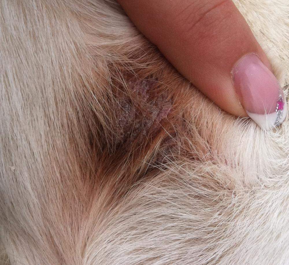 Hautveränderung Hund Wer kennt sich aus? (Tiere, Krankheit, Haut)