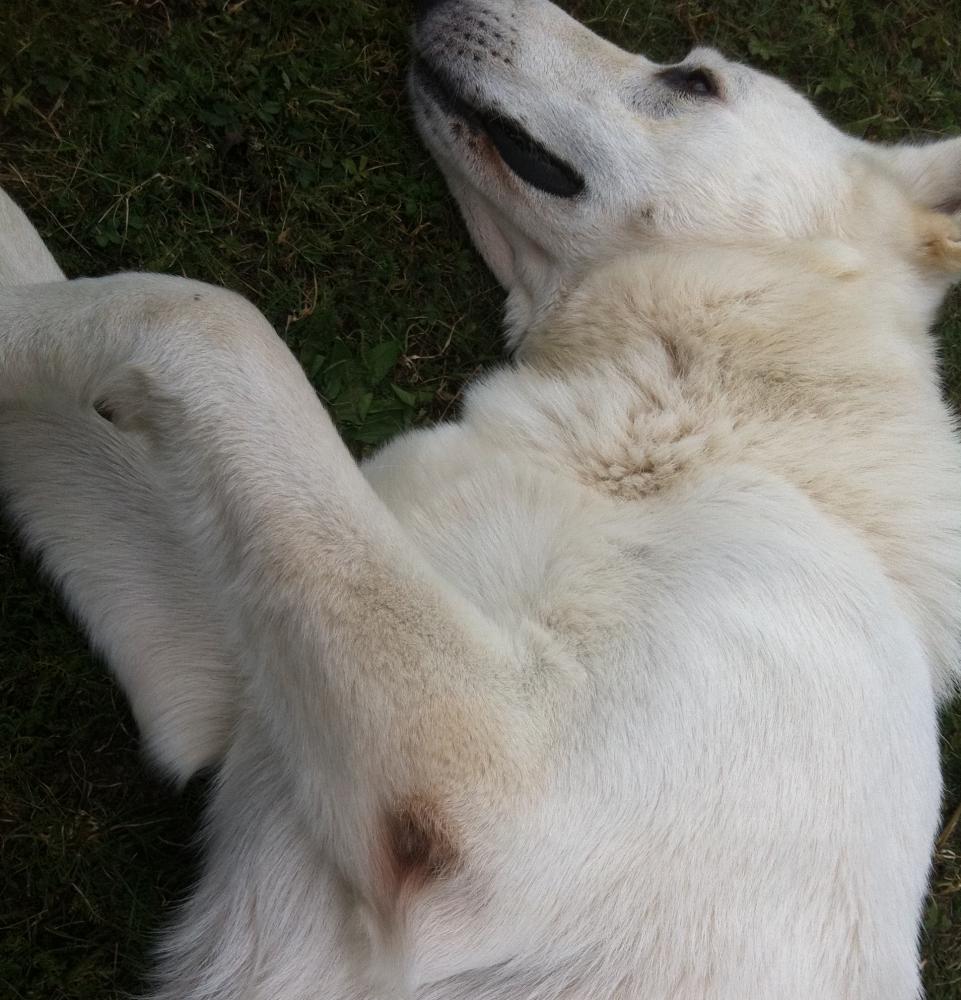 Hautveränderung Hund Wer kennt sich aus? (Tiere, Krankheit, Haut)