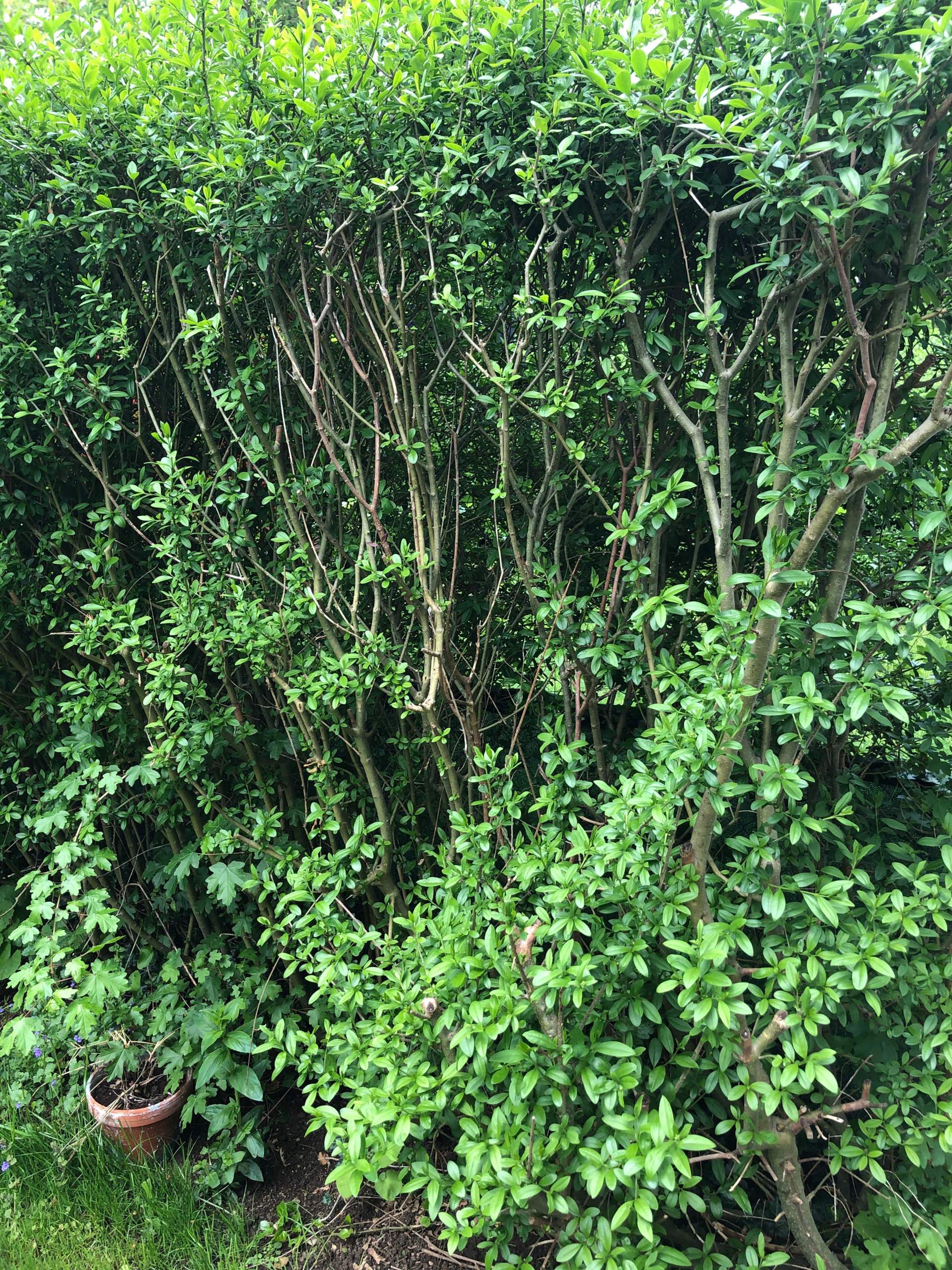 Hecke hat kahle stellen? (Garten)