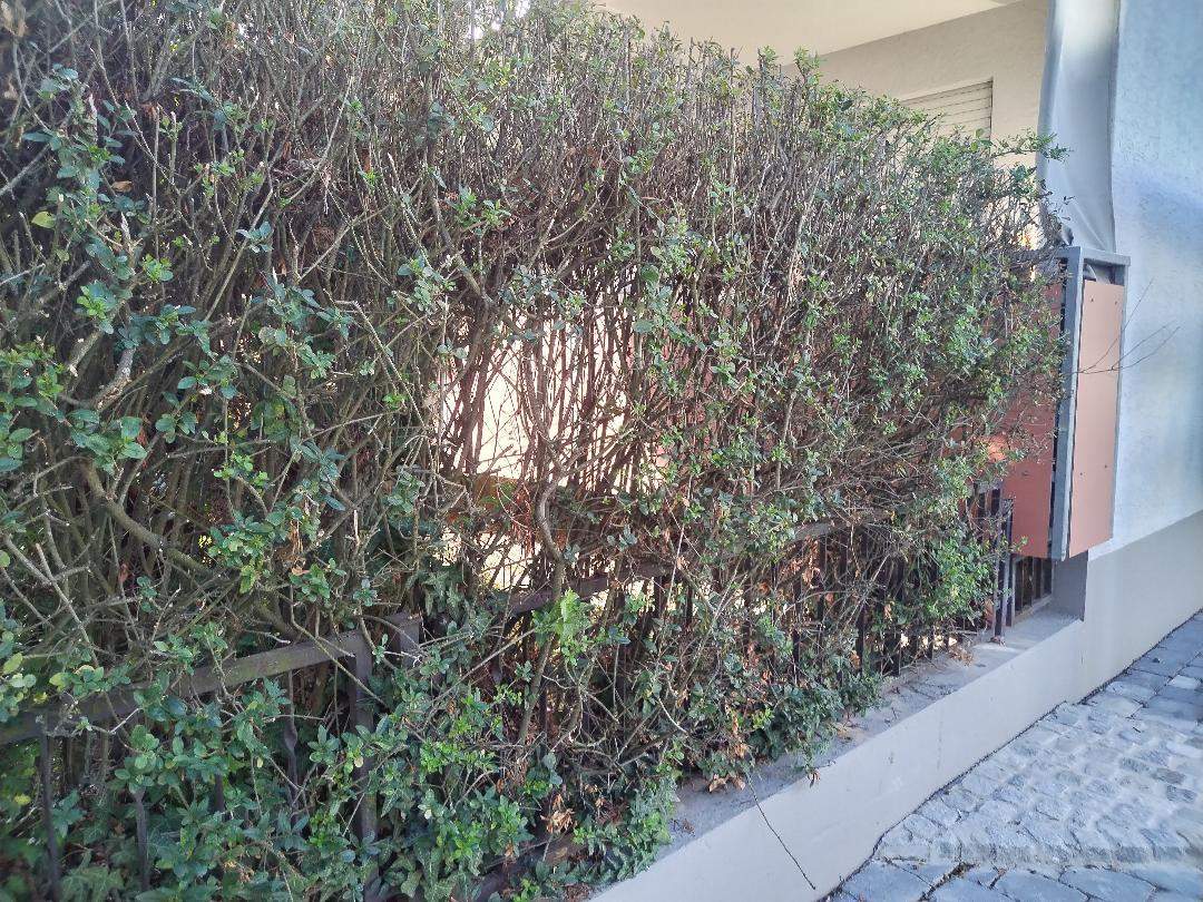 Hecke im Garten wächst nicht mehr und sieht nicht mehr schön aus, was