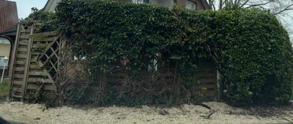 Hecke kahl unten  wird das wieder dicht? (Garten, Pflanzenpflege)