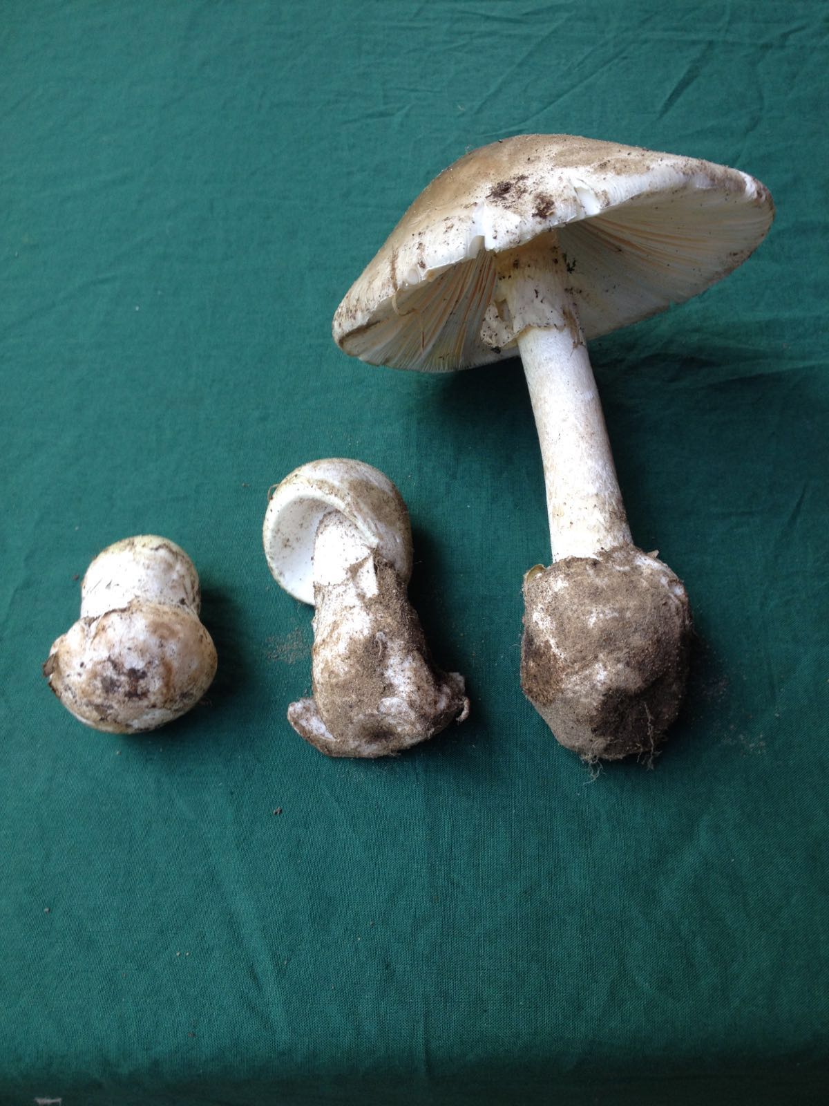 Heftiger Brech Durchfall Nach Pilze Verzehr Woran Liegt Es Ubelkeit Erbrechen Krampfe Heftiger Brech Durchfall Nach Pilze Verzehr Woran Liegt Es Ubelkeit Erbrechen Krampfe