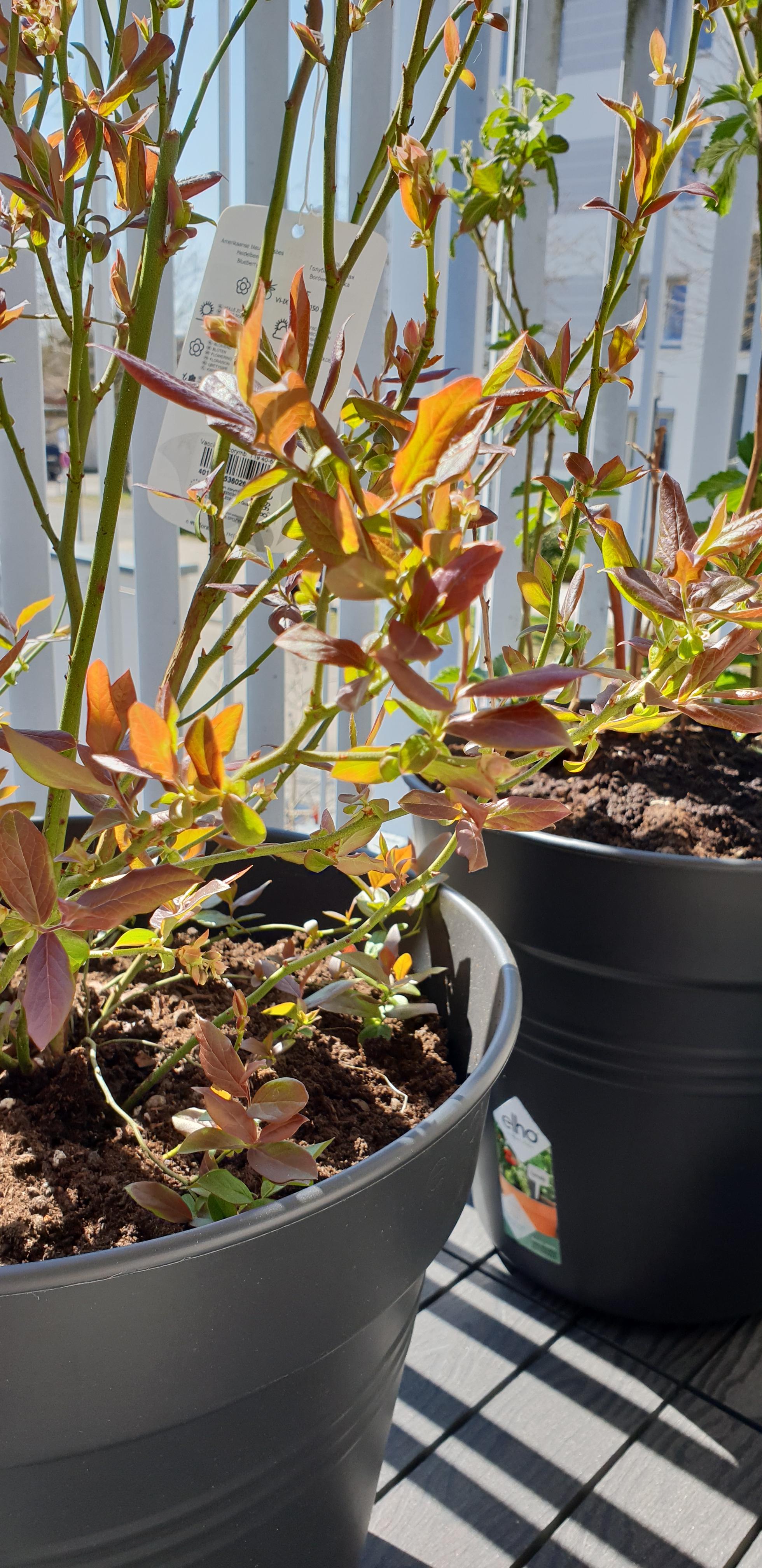 Heidelbeerstrauch plötzlich rote Blätter? (Pflanzen, Garten, Blaetter)