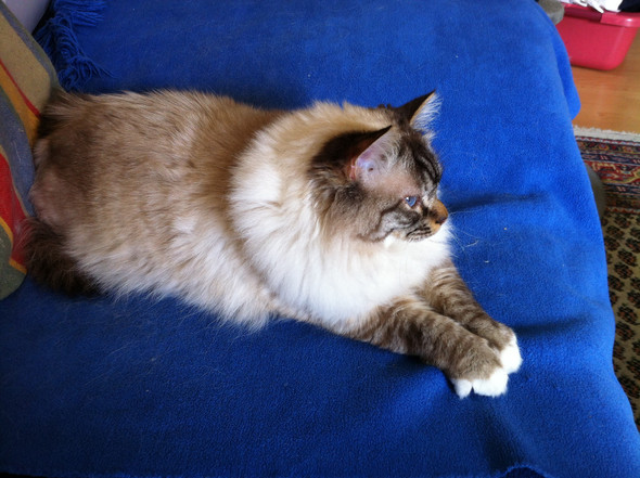 Featured image of post Ragdoll Birma Mix Charakter
