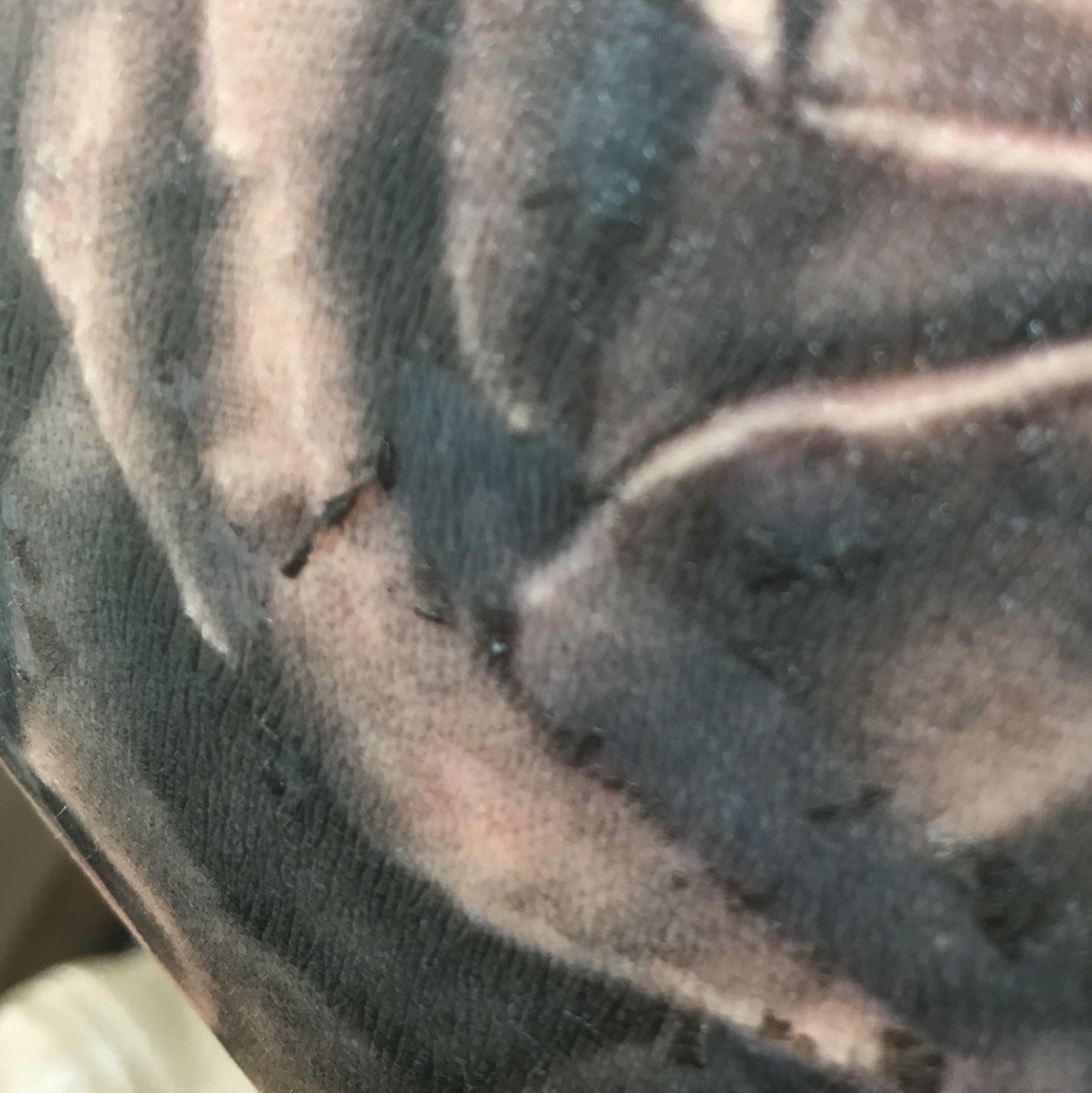 Heilt das Tattoo gut ab (Stichwort Silberhaut)? (Heilung)