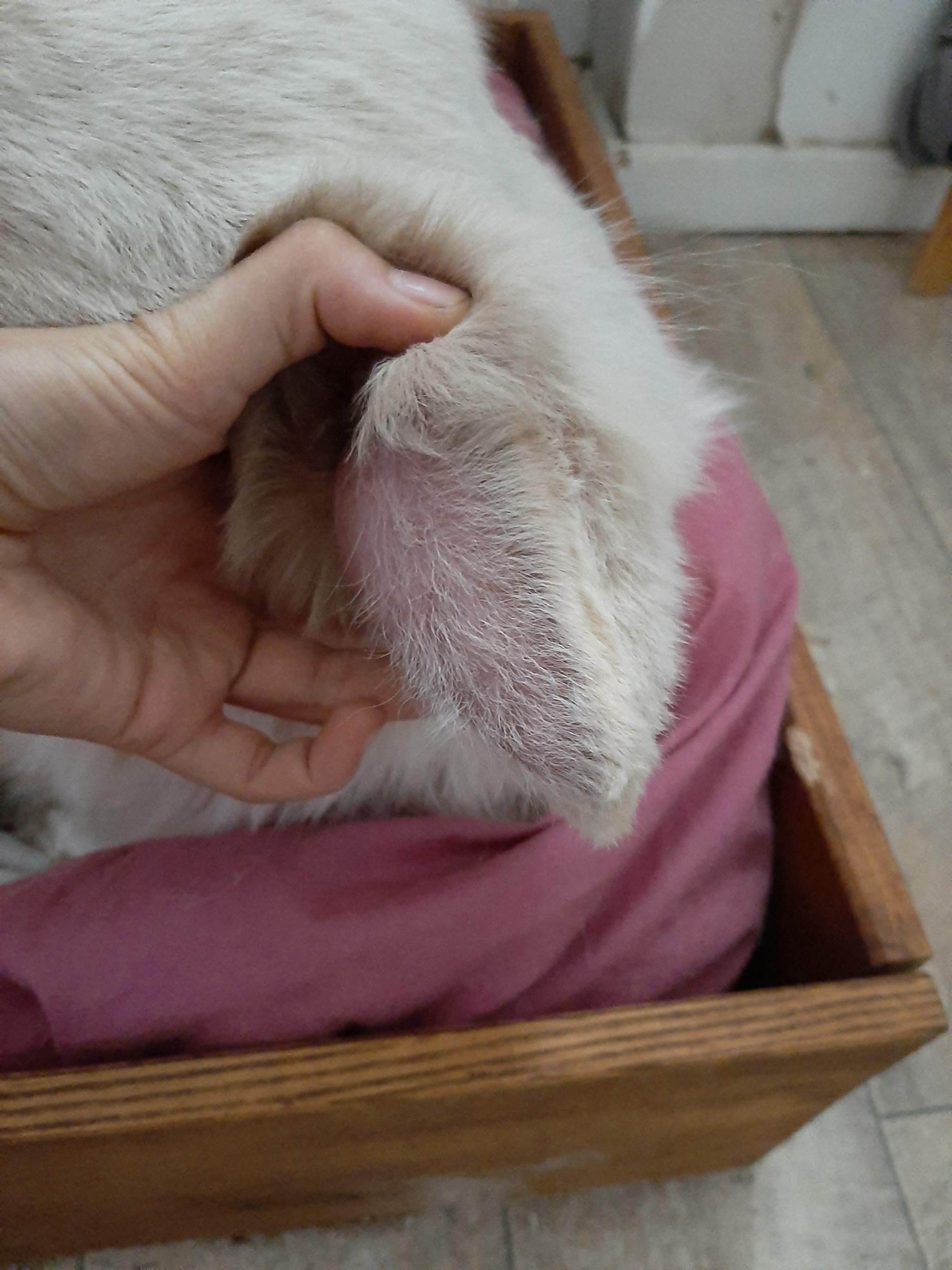 Heilt ein Blutohr von alleine? (Gesundheit und Medizin, Tiere, Hund)