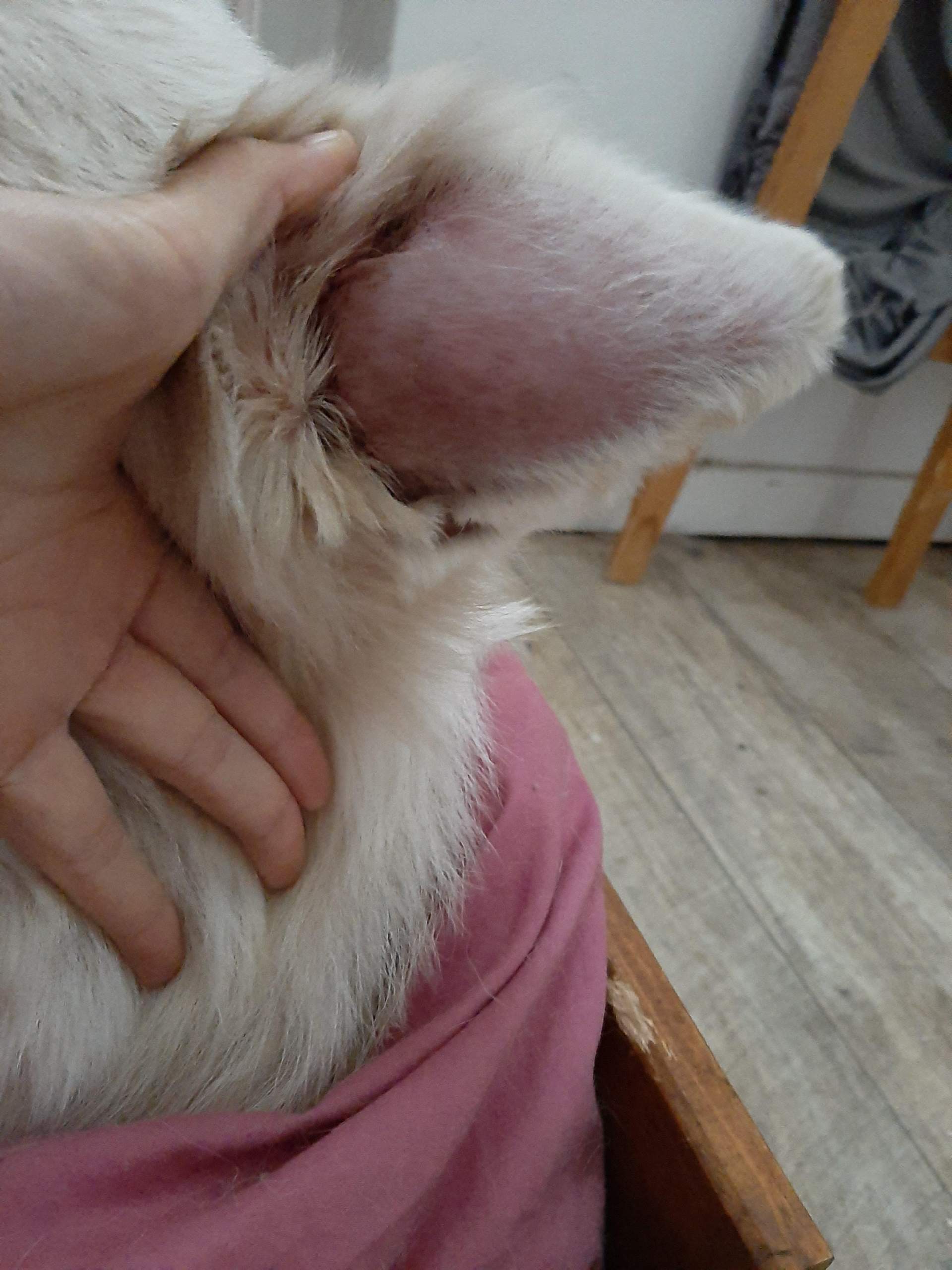 Heilt ein Blutohr von alleine? (Gesundheit und Medizin, Tiere, Hund)