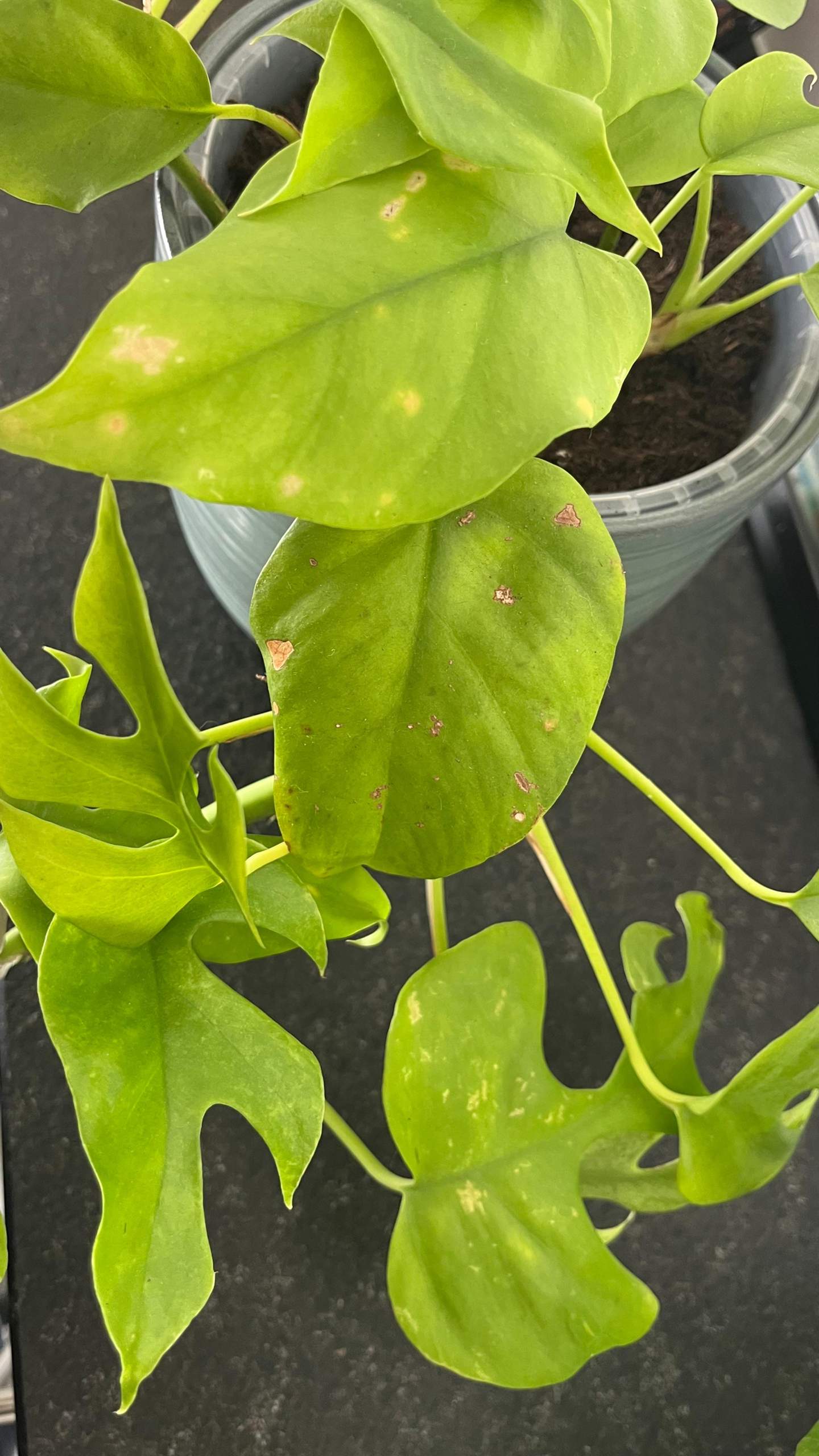 Helle und braune Flecken auf Monstera Blatt? (Pflanzenpflege,  Zimmerpflanzen, Grtner)