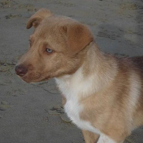 Wir Mochten Gerne Diesen Welpen Von Einer Organisation Aus Griechenland Aufnehmen Rasse Mischling